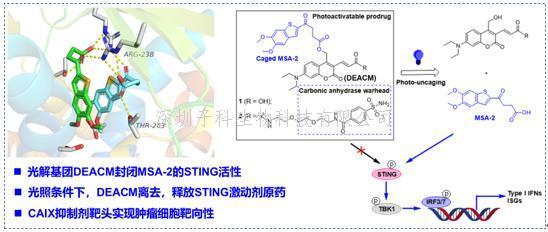 上海交大藥學院研究團隊合作發(fā)現(xiàn)腫瘤靶向的光控STING激動劑