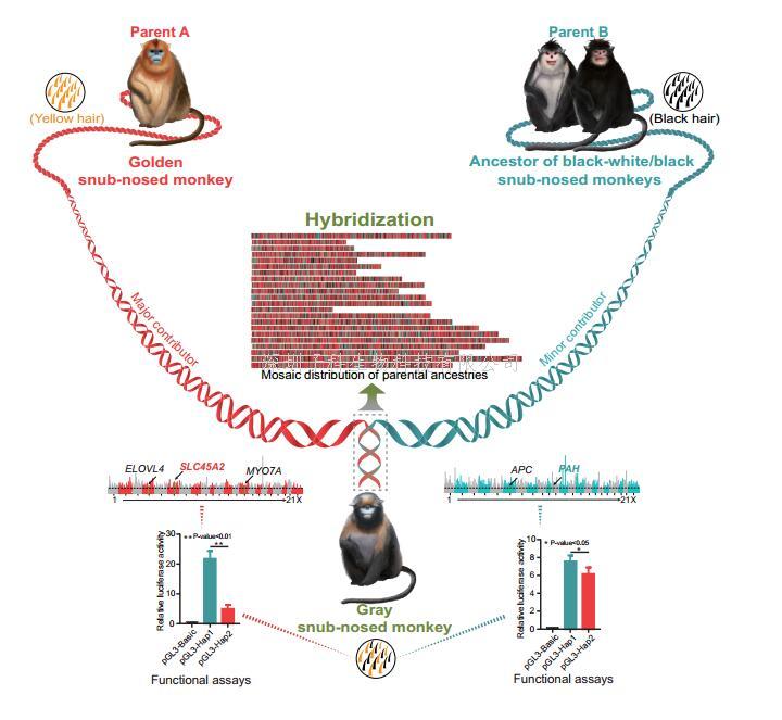 云南大學Science發(fā)文：靈長類動物黔金絲猴雜交起源和其獨特毛色產(chǎn)生的分子機制