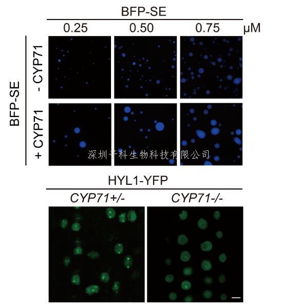 清華大學生命學院戚益軍課題組揭示植物Dicing body形成及miRNA生成的調(diào)控因子