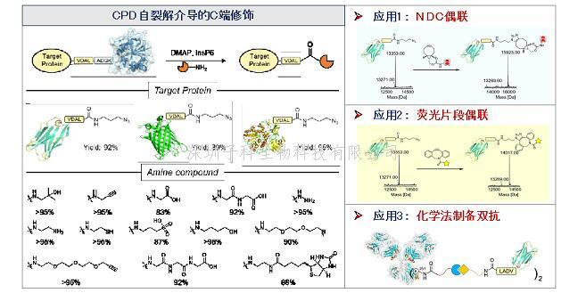 Nat Commun | 上海藥物所發(fā)展蛋白質C端化學修飾新方法