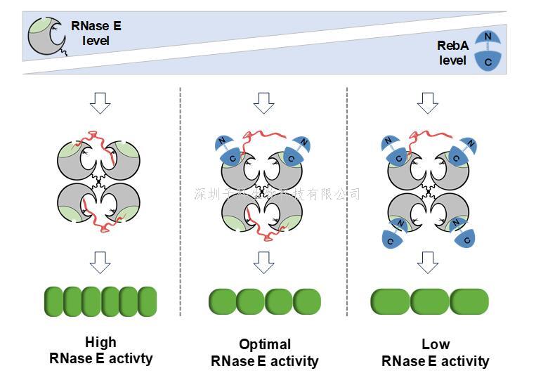 RNA世界的警察與督查：中國(guó)學(xué)者揭示細(xì)菌RNA代謝調(diào)控新機(jī)制