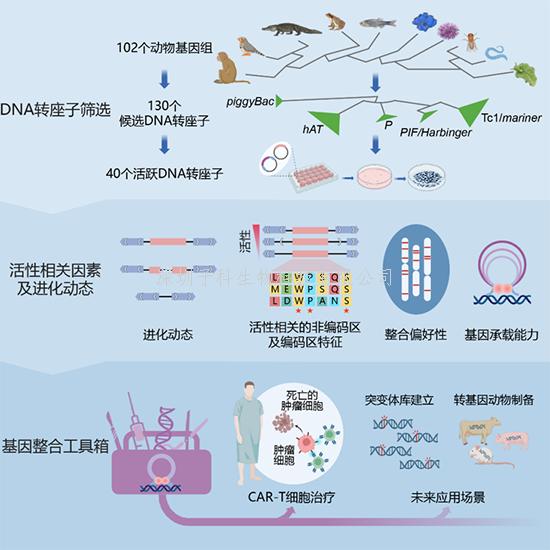 我國(guó)學(xué)者在DNA轉(zhuǎn)座子多樣性研究和基因工程技術(shù)開(kāi)發(fā)方面取得進(jìn)展