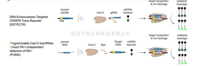 Cas12核酸酶檢測(cè)RNA新方法：TracrRNA重編程 讓靶向DNA的Cas12核酸酶直接檢測(cè)與pam無關(guān)的RNA